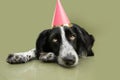 Sad party dog wearing a birthday hat lying down on green background Royalty Free Stock Photo