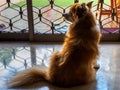 Sad pet dog left alone in the house and waiting for owner to come home with copy space Royalty Free Stock Photo