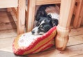 Sad pet dog under table