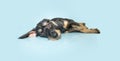 Sad pet puppy dog lying down with big ears. Isolated on blue pastel background. Blue Monday concept Royalty Free Stock Photo