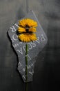 Sad photo of a cut in pieces yellow Garbera flower on a piece of gravestone Royalty Free Stock Photo