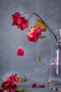 Dying rose on a vase