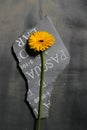 Sad photo of a yellow Garbera flower on a piece of gravestone Royalty Free Stock Photo
