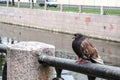 Sad pigeon with blurred background