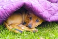 Sad pinscher puppy under purple blanket