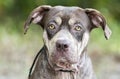 Sad Pitbull and Shar Pei mixed breed dog with mange skin condition