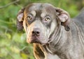 Sad Pitbull and Shar Pei mixed breed dog with mange skin condition