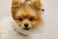 Pomeranian dog in protective Elizabethan collar