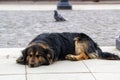 A sad poor dog lying on the street Royalty Free Stock Photo