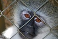 Sad Primate Royalty Free Stock Photo
