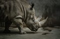 Sad closed Rhinoceros Royalty Free Stock Photo