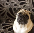 Sad pug with big brown eyes Royalty Free Stock Photo