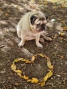 Sad Pug breed dog sitting on the dirt ground with dry autumn leaves Royalty Free Stock Photo