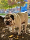 Sad Pug breed dog standingon the dirt ground with dry autumn leaves Royalty Free Stock Photo