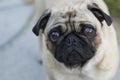 Sad pug dog Royalty Free Stock Photo