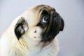 A sad pug dog with big sad eyes and a questioning gaze