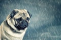 Sad pug dog in the rain Royalty Free Stock Photo