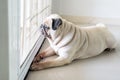 Sad pug dog waiting for owner at the door. Hope to play outside Royalty Free Stock Photo