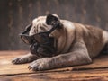 Sad pug dog wearing sunglasses lying down Royalty Free Stock Photo