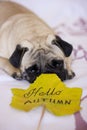 Sad pug looking to autumn yellow leaf Royalty Free Stock Photo