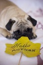 Sad pug looking to autumn yellow leaf Royalty Free Stock Photo