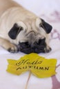 Sad pug looking to autumn yellow leaf Royalty Free Stock Photo