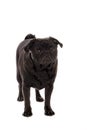 Sad pug puppy Royalty Free Stock Photo