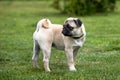 Sad pug puppy in a flea and tick collar stands on the green lawn and looks back Royalty Free Stock Photo