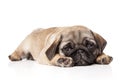 Sad Pug puppy resting on a white background Royalty Free Stock Photo