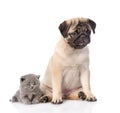 Sad pug puppy with sleeping scottish kitten. isolated on white Royalty Free Stock Photo