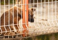 Sad puppie behind fence Royalty Free Stock Photo