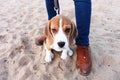 Sad puppy beagle sitting on sand