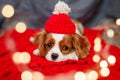 Sad puppy of beautiful brown white Cavalier King Charles Spaniel in a red santa hat on red background.