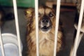 sad puppy crying howling in shelter cage, unhappy emotional moment, adopt me concept, space for text