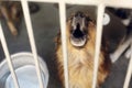 sad puppy crying howling in shelter cage, unhappy emotional moment, adopt me concept, space for text