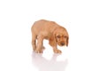 sad puppy dog isolated on a white background Royalty Free Stock Photo