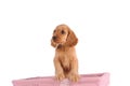 sad puppy dog Royalty Free Stock Photo