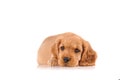 sad puppy dog isolated on a white background Royalty Free Stock Photo