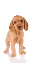 sad puppy dog Royalty Free Stock Photo