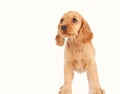 sad puppy dog isolated on the white background Royalty Free Stock Photo