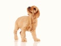 sad puppy dog isolated on the white background Royalty Free Stock Photo