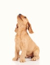 sad puppy dog  on the white background Royalty Free Stock Photo