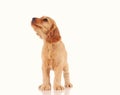 sad puppy dog isolated on the light background Royalty Free Stock Photo