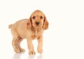 sad puppy dog isolated on the light background Royalty Free Stock Photo