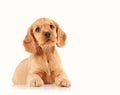 sad puppy dog looking into the camera Royalty Free Stock Photo