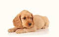 sad puppy dog isolated on the light background Royalty Free Stock Photo