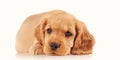 sad puppy dog on the light background Royalty Free Stock Photo