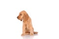 sad puppy dog isolated over the white  background Royalty Free Stock Photo