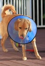 Sick Dog with Elizabethan Collar Cone