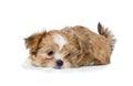 A sad puppy laying down Royalty Free Stock Photo